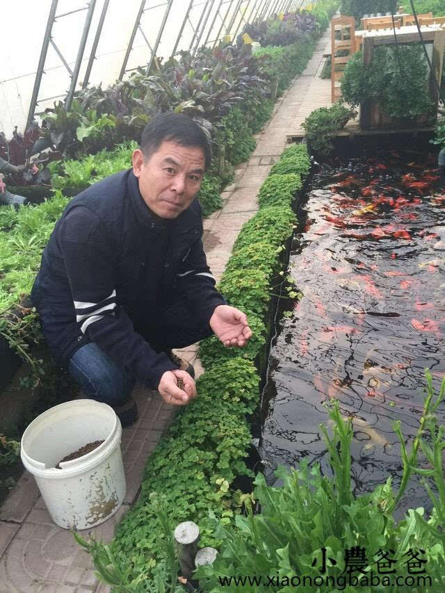 菜共生模式,单独的鱼池或者水桶密集养鱼,水经过过滤,沉淀,硝化床反应