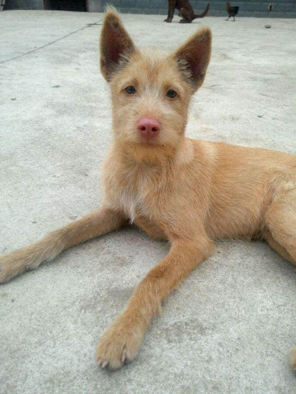 中国原生犬胡子狗:保留原始猎性在山林穿梭的猎犬