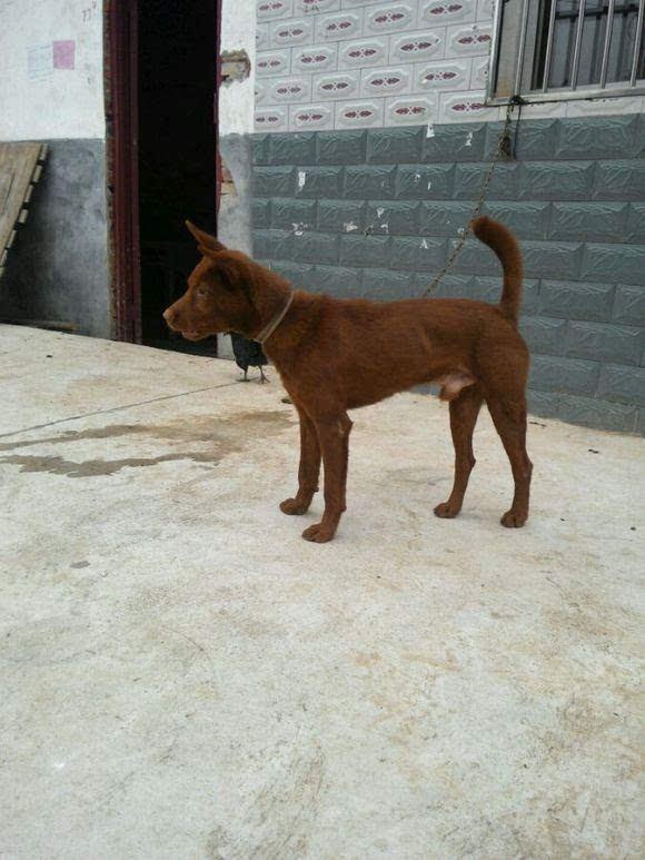 中国原生犬胡子狗:保留原始猎性在山林穿梭的猎犬