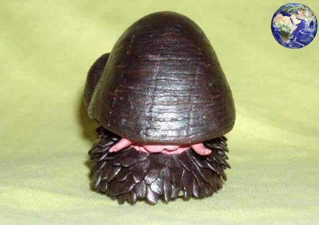 世界上最坚硬的蜗牛,外壳如钢铁连子弹都打不穿