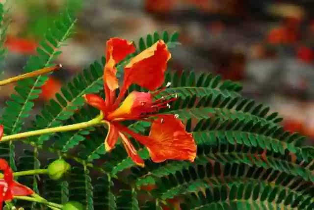 巴西的凤凰木,繁花紧簇 凤凰木(delonix regia),取名于"叶如飞凰之羽