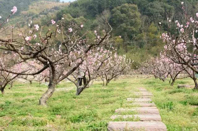 赏桃花不用走遍"四海八荒,象山这些地方美如仙境!