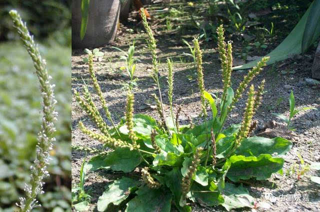 清明踏青,这些常见的野花野草,你都叫得出名字吗?