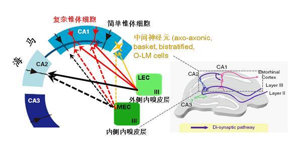 图1,内,外侧内嗅皮层→海马ca1的长程通路和直接通路