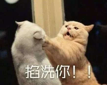 接住,大波猫咪表情包袭来.