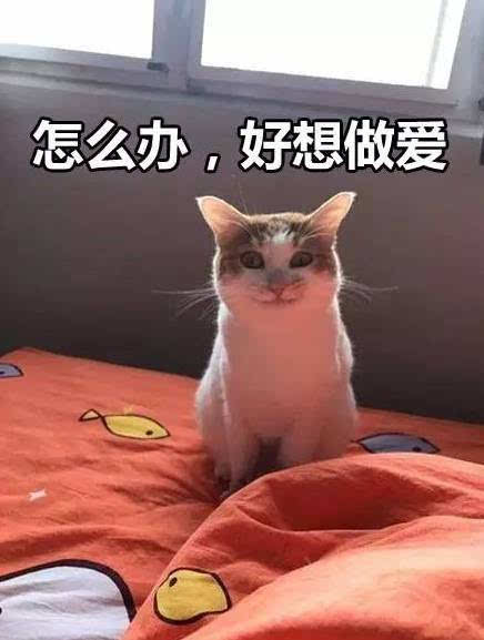 接住,大波猫咪表情包袭来.