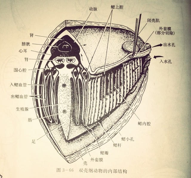 动物志 真体腔不分节动物之软体动物门