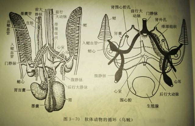 围心腔腺:在围心腔内,只有排泄的机能. 典型:四对主要神经