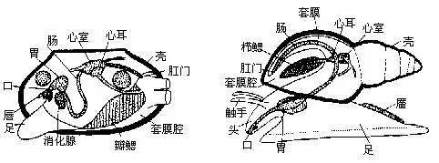 动物志 真体腔不分节动物之软体动物门