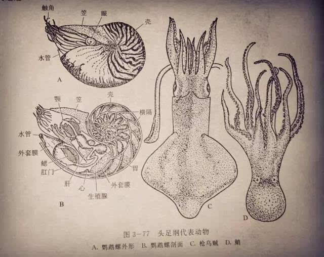 动物志 | 真体腔不分节动物之软体动物门