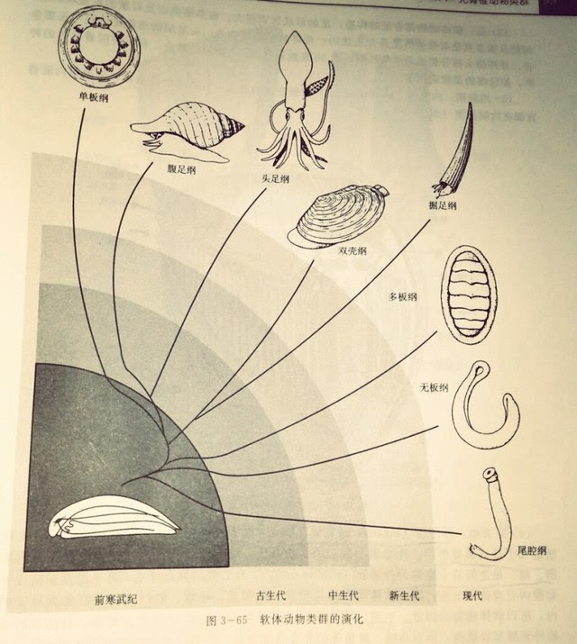 动物志 真体腔不分节动物之软体动物门