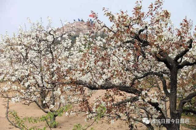 聚焦‖"梨花小镇"为什么这么火!第八届山阳梨花节将于