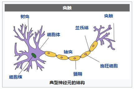 自主学习的人工突触,人造大脑时代来临?