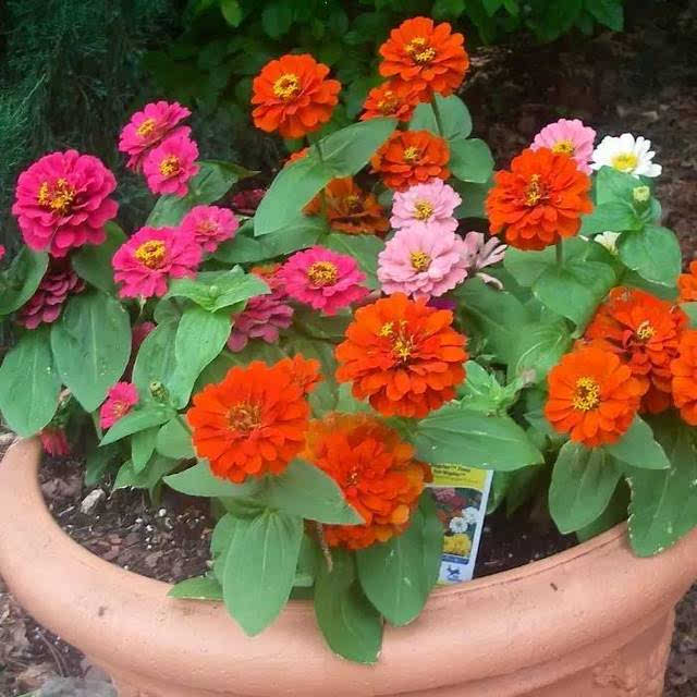 小阳台适合种的6种盆栽小花,好看好养的爆盆花卉