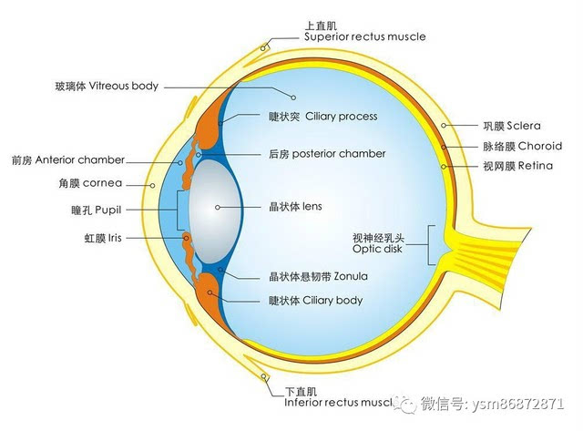 中国视光视保人怎样才能走出困境!