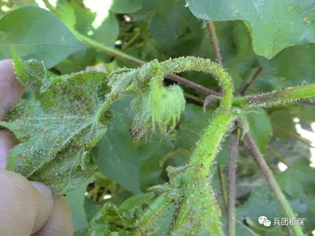 棉花蚜虫的危害特点及防治方法