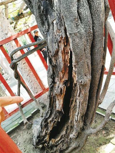 大兴善寺里300多岁的紫藤病了 树皮出现干枯