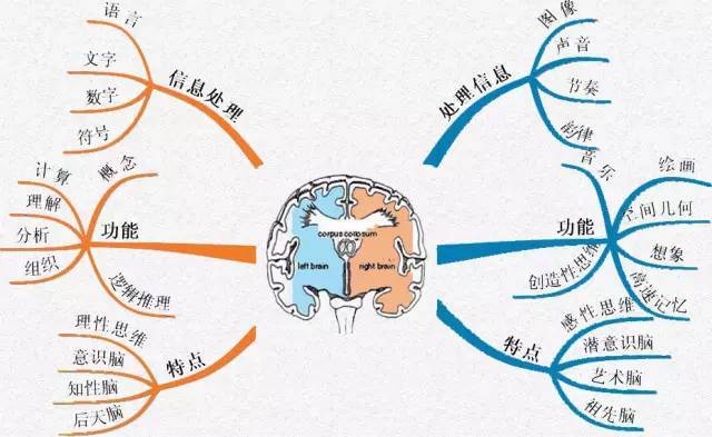 刘海纳:学习思维导图先要把思维导图所体现的大脑原理弄清楚 左脑