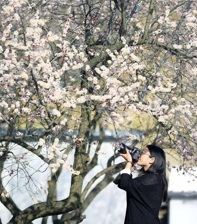 神木古装美女遇上醉美杏花,带你穿越三生三世十里杏林!