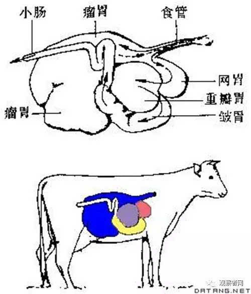 同样是"牛肚",为何口感不同?博物馆为你解读