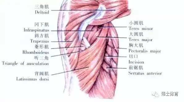 内旋的主要肌肉是大圆肌和肩胛下肌