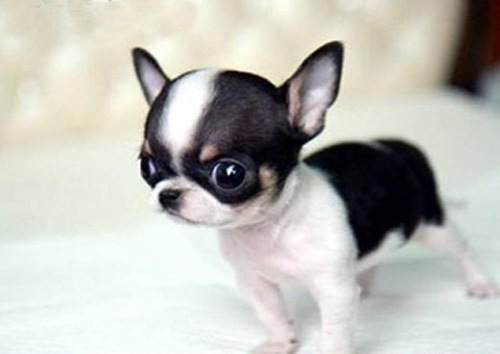 宠慕李超教你世界上最小狗狗种类排行榜-宠物频道