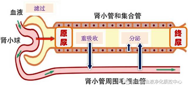 终尿生成:历经 肾小球滤过, 肾小管重吸收和 排泌三个环节.
