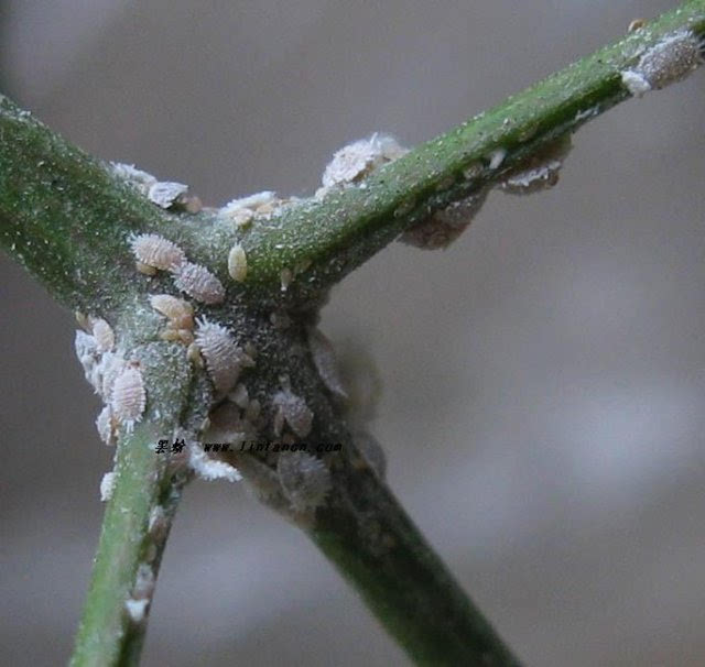 该类害虫大多数成虫生长着一层蜡质介壳,卵通常埋在蜡丝块中或介壳下.