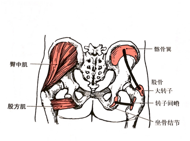 臀中肌 臀中肌(gluteus medius),部位:在臀大肌深面; 起点:髂骨翼外面