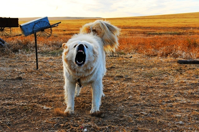 草原记忆远去,藏獒神话破灭后的蒙古牧羊犬