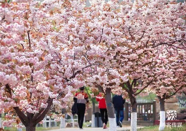 旅顺二0三樱花园开启东北的春天 ——2017第九届中国大连(旅顺)国际