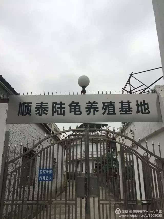 顺泰,建立在东莞的国内最大的陆龟繁育基地