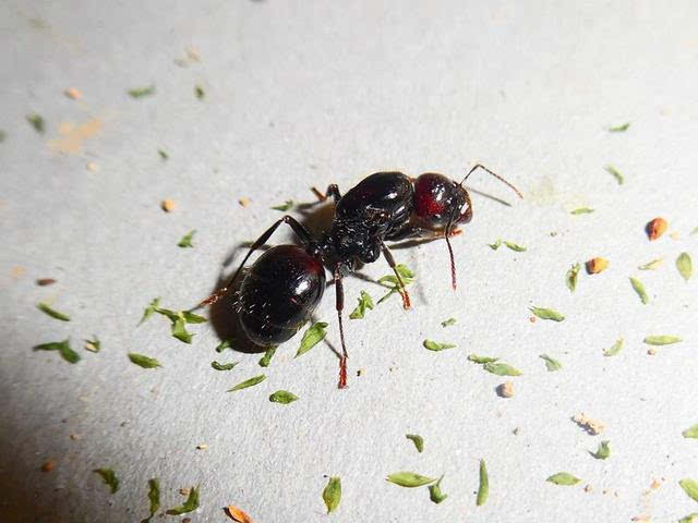 世界上最凶的10种蚂蚁