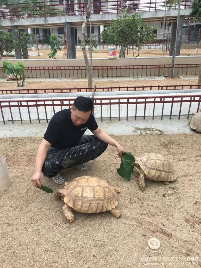 顺泰,建立在东莞的国内最大的陆龟繁育基地