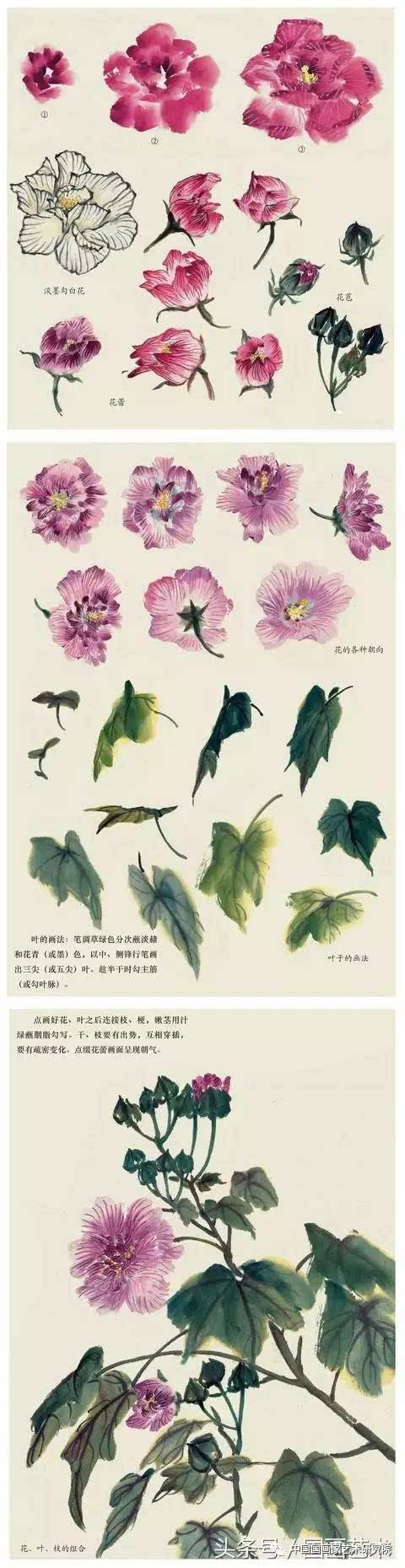 写意紫藤,木芙蓉,芍药等7种花卉的画法图解