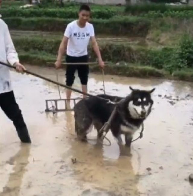 生活在农村的二哈,要帮着主人耕田干农活!