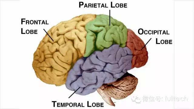 大脑中的四个脑叶