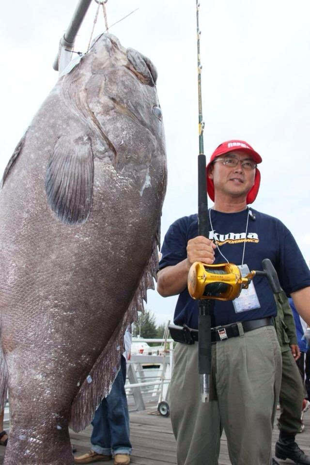 钓获300斤龙趸大石斑鱼,光一个鱼肝就重达9斤