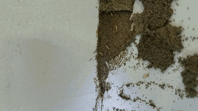 在敲开这一层厚厚的排泄物后面,还蠕动着许多白蚁,看得报姐头皮一阵