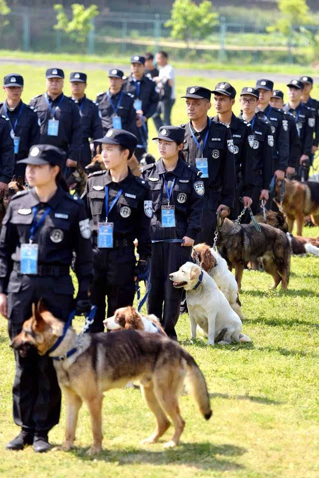 今天在杭州的这些狗狗来头真不小!居然还会