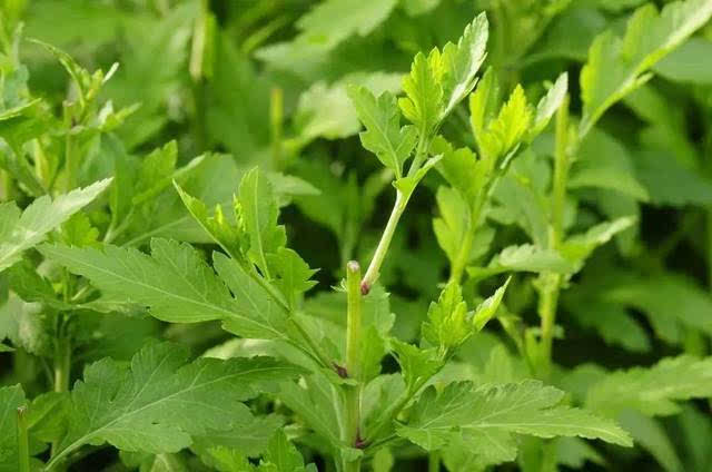 食材| 菊花脑:南京人的乡愁,夏日一碗清凉的"菊花脑汤