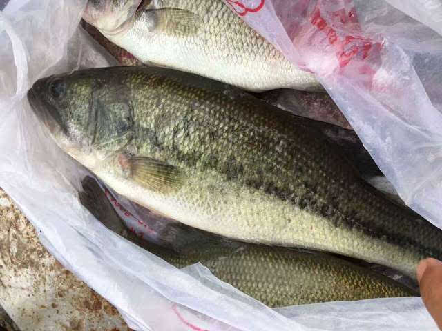 鱼种:鲈鱼 草鱼 鲫鱼 鲤鱼 鳊鱼 黄鱼(其中草鱼,鳊鱼五一期间免费)