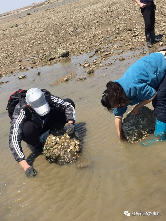 红岛蛤蜊节会场介绍——宿流黄澜赶海园