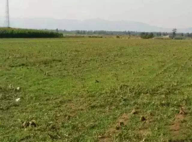 因为农药,化肥的过度使用,田野贫瘠荒芜.