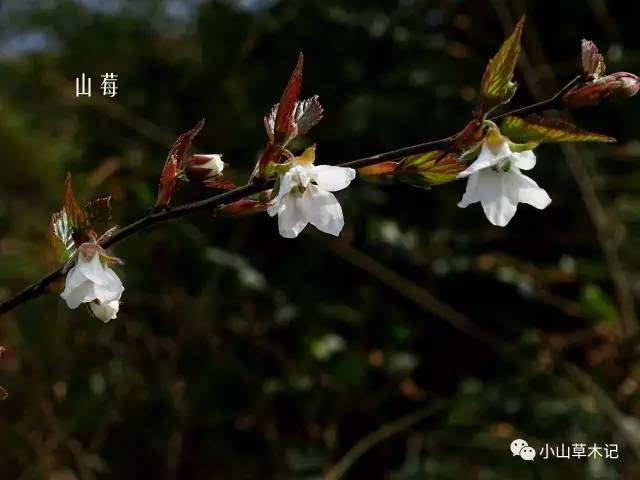 宁波无所有,聊赠一枝春:江南春季野花100种(收藏帖)