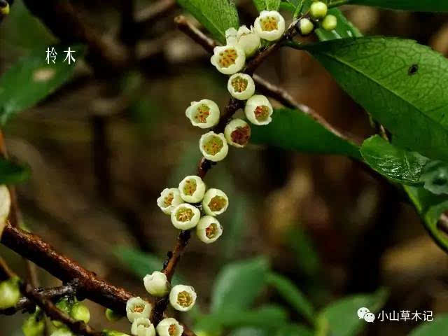 百合科 liliaceae>> 郁金香属 tulipa格药柃是最仙的柃木,也是小山最