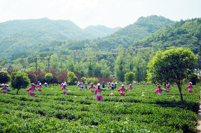 逛女娲故里安康平利,看茶园实景剧"茶乡情韵"