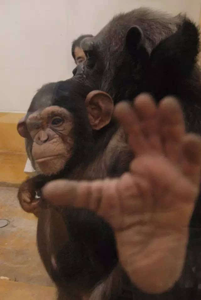 这些爱开玩笑的黑猩猩告诉我们什么是人类