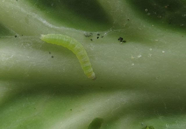 白菜吊丝虫形态特征 菜青虫每年发生5——6代,越冬代成虫3月间出现