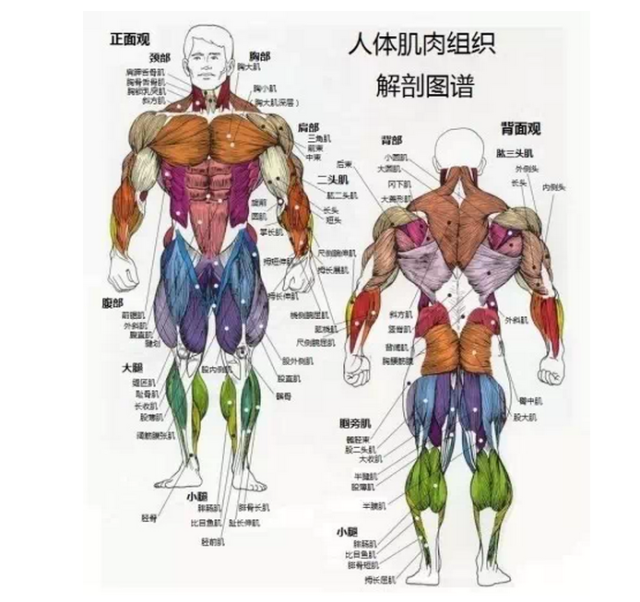 11,人体主要骨骼肌肉组织分布